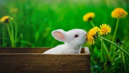 开云注册-鲁尔区德比迎来高能比赛，鲁尔区德比体育市场化