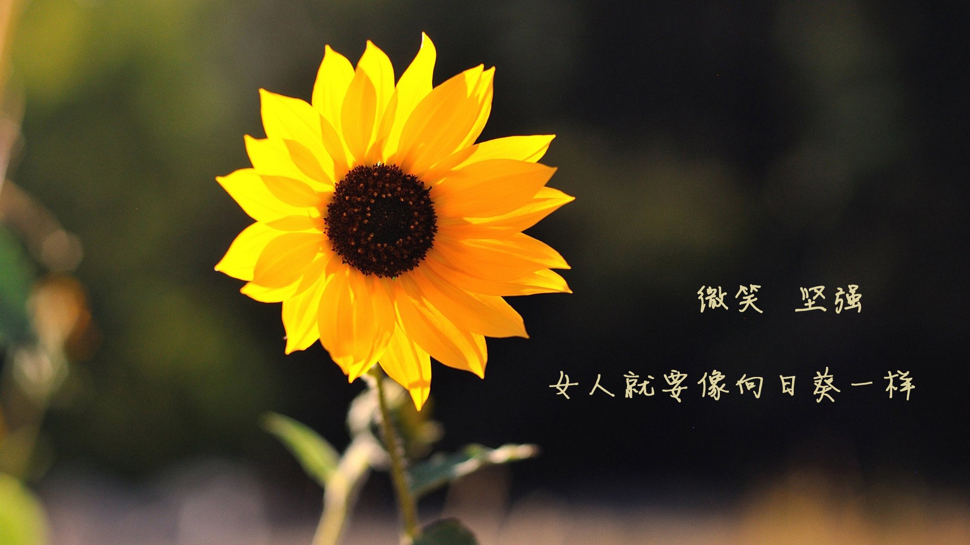 开云·体育官网APP下载-世界男子篮球锦标赛，阿根廷队全力出击，争夺荣誉，阿根廷男篮夺冠