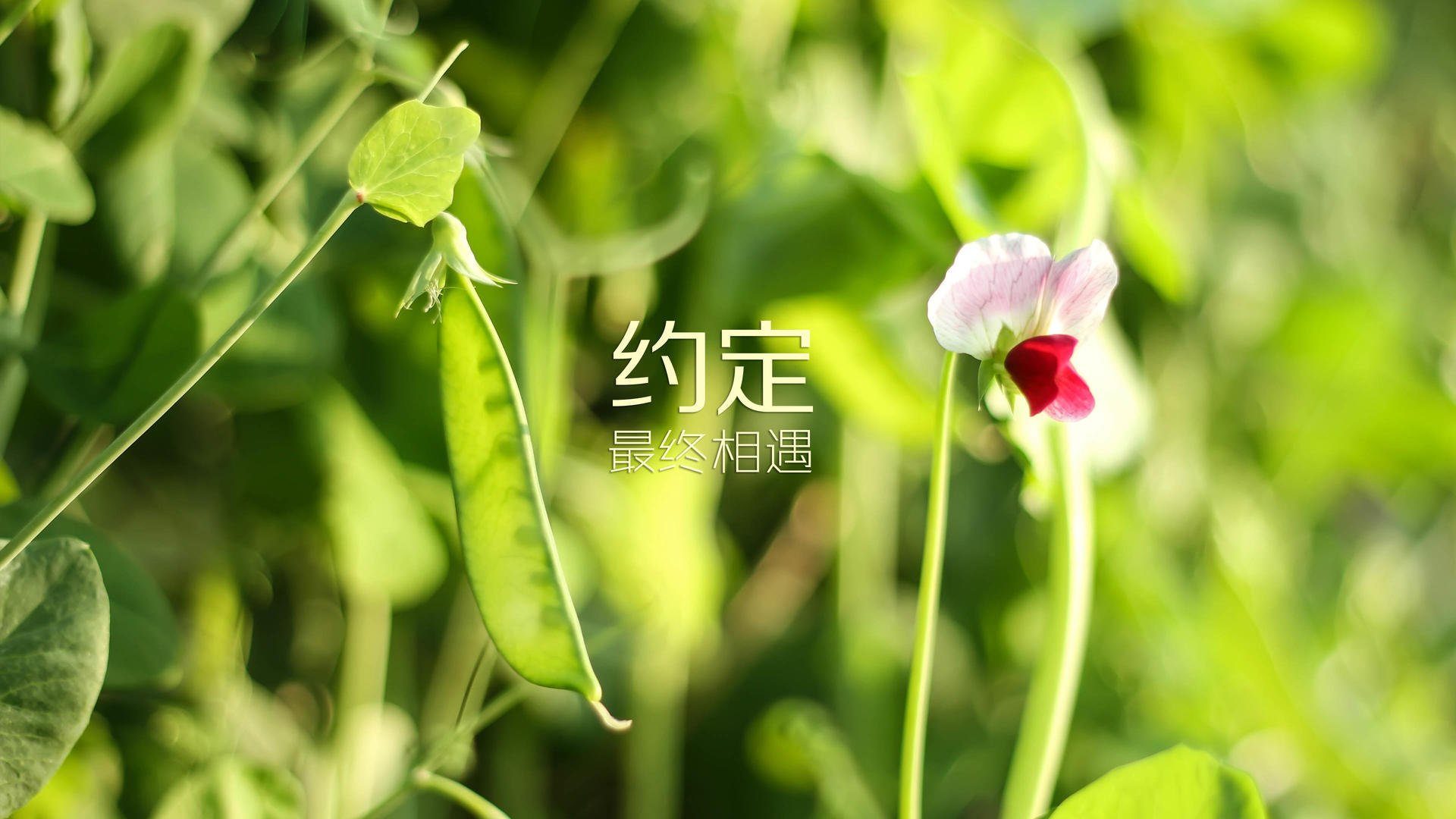 开云平台-王宗源跳水动作流畅无瑕疵，王宗源跳水比赛